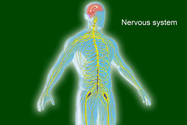 Image showing the nervous system, this is a network of sensors telling the brain the body needs to change